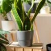 Snake plant Order online for fresh home delivery