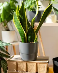 Snake plant Order online for fresh home delivery