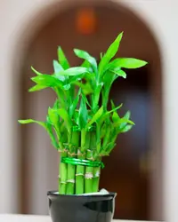 Bamboo luck plant for home & Office & great gift choice Order online for fresh delivery