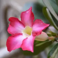 Adenium plant Order online for fresh delivery