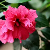 Gurhal Plant (Hibiscus) Order online for fresh delivery