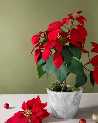 Poinsettia plant Order online for fresh delivery