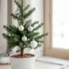 Christmas tree plant