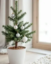 Christmas tree plant